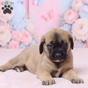 Molly, English Mastiff Puppy